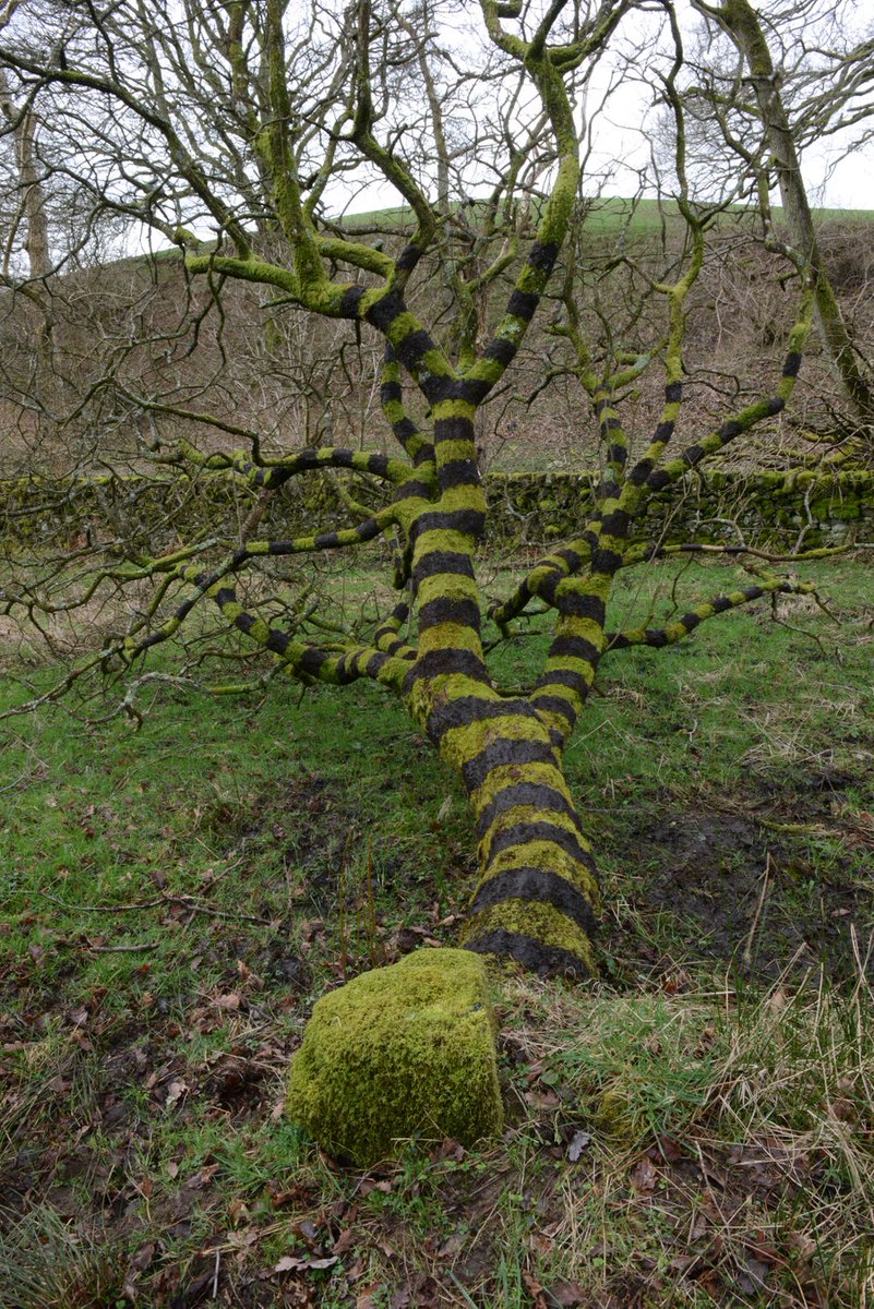 8BillionTrees's tweet photo. This is artwork by Andy Goldsworthy near his home in Dumfriesshire.
He painted these bands on the tree with mud he found in a nearby bog.
It created this beautiful image!
#8billiontrees #conservation #savetheplanet #savetheearth #savetheanimals #savethetrees #plantatree #trees https://t.co/lJY08oQL4C