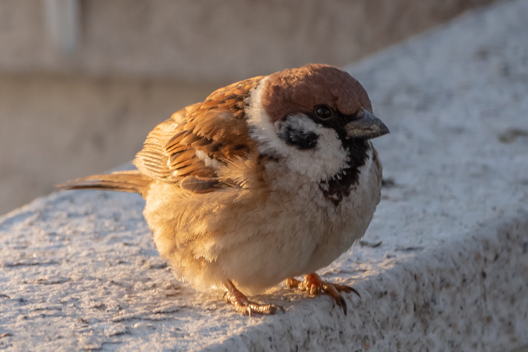 Biggate4444 毎日スズメ今年で5年目 スズメボール スズメ すずめ スズメ観測 ちゅん活 Sparrow 鳥 野鳥 野鳥撮影 野鳥写真 Pentax T Co Utuhsgudyr Twitter