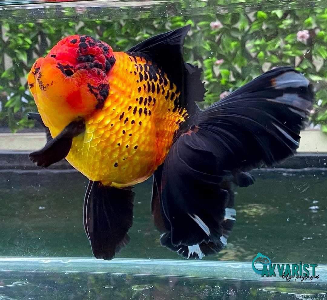 🖤❤️💛 Jumbo Oranda Goldfish 💛❤️🖤
📸 Jakarta Gold Fish Centre
.
.
#goldfish #goldfishtank #oranda #goldfishkeepers #ranchu #aquarium #goldfishunion #maskoki #orandagoldfish #goldfishindonesia #fish #ikanmaskoki #goldfishofinstagram #fancygoldfish #goldfishpond #keşfet