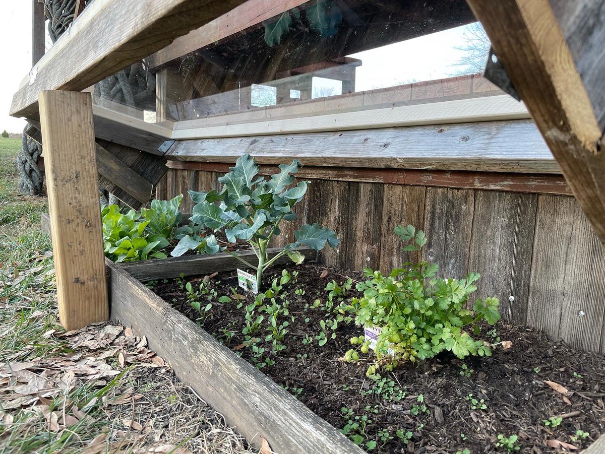 StanHernly's tweet photo. Cold-frame, done!
Bring on the chill! https://t.co/9UgEO2mZq5