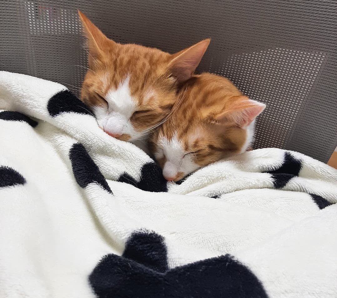 rayooo610's tweet image. Wake up boys ...
#chicoo &amp;amp; #micoo