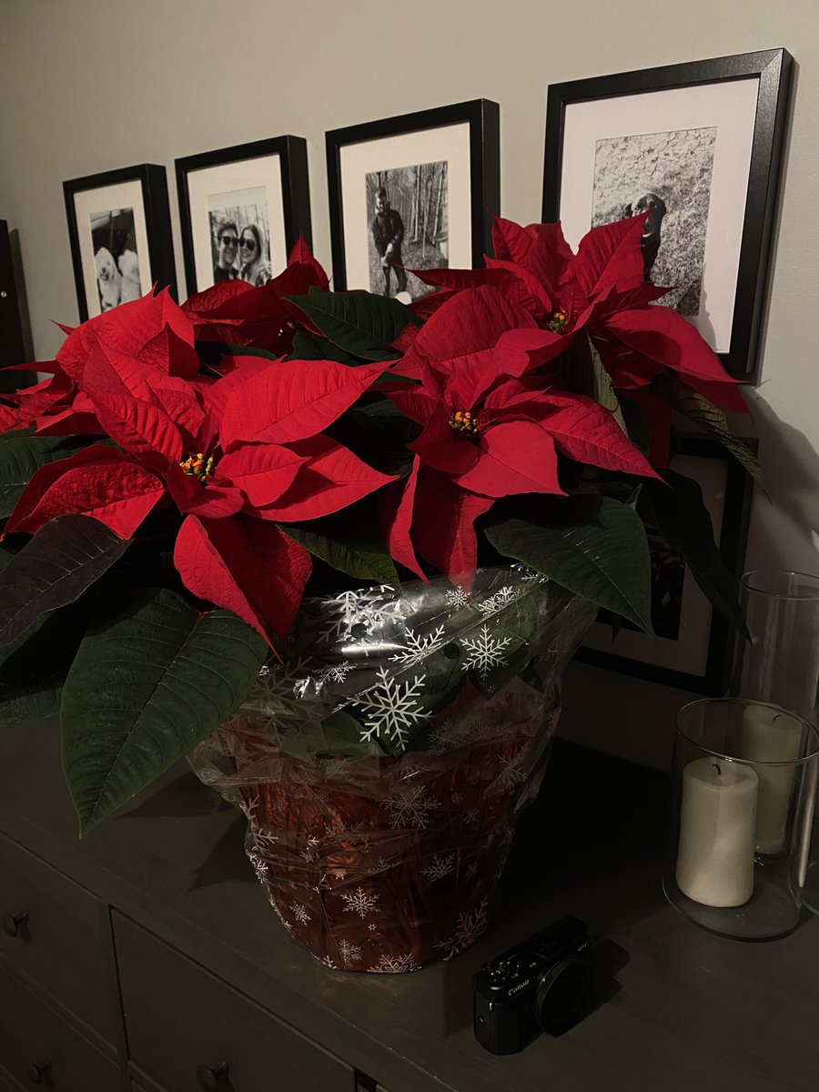 alwaysasksoph's tweet photo. my dad brought me this beautiful poinsettia yesterday.. do you have any #HolidayTraditions? xx https://t.co/R8FhHGAczq