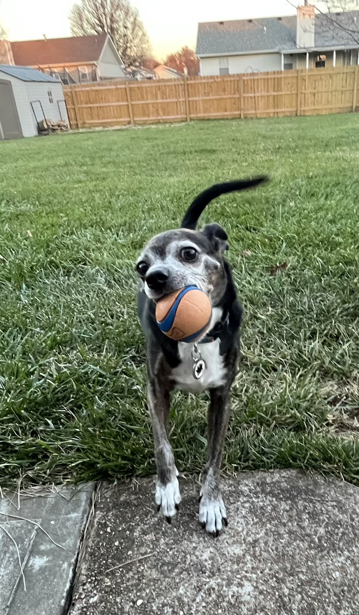 Pepperstheboss's tweet photo. Pretty nice Friday, playing outside today with mom and Bella ❤️🐶🎾 https://t.co/DDuVj8SWo8