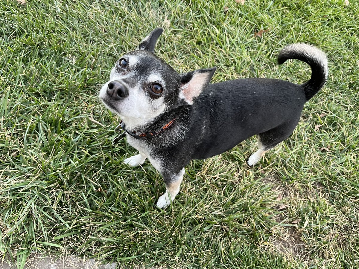 Pepperstheboss's tweet photo. Pretty nice Friday, playing outside today with mom and Bella ❤️🐶🎾 https://t.co/DDuVj8SWo8