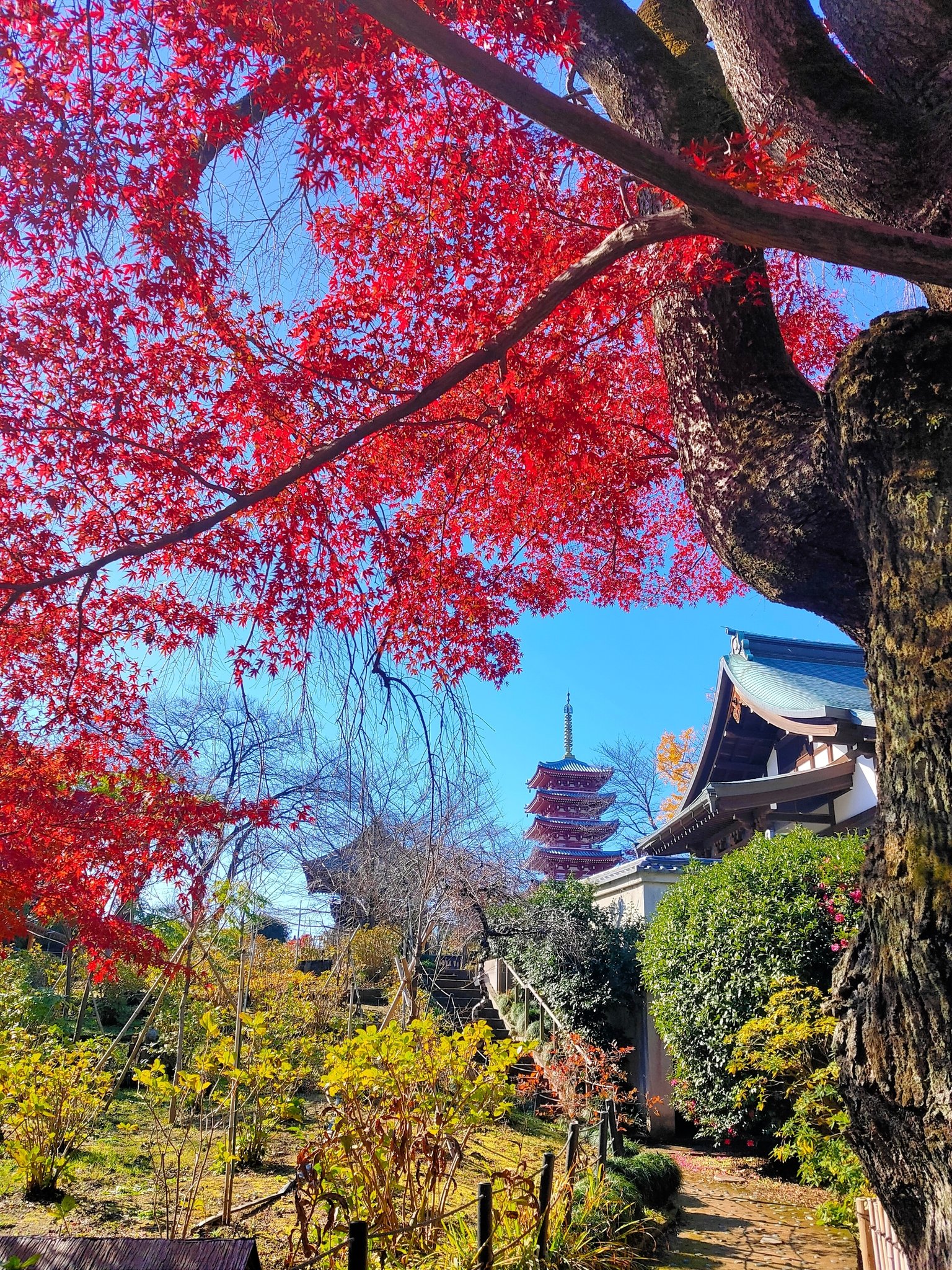 本土寺の紅葉 Twitter Search Twitter