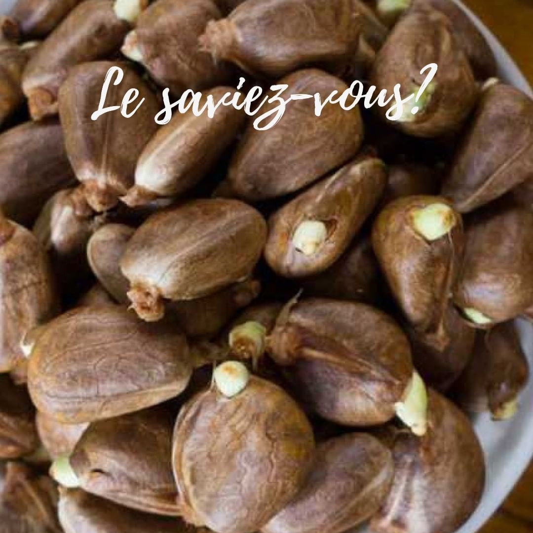 VoumhT's tweet photo. ✅ Le saviez-vous?
Le fruit à pain est un légume qui provient pourtant d’un arbre à fleurs appelé en latin « artocarpus altillis » ou en français « arbre à pain », de la famille des Moracées. https://t.co/LhCWkZ1hRt