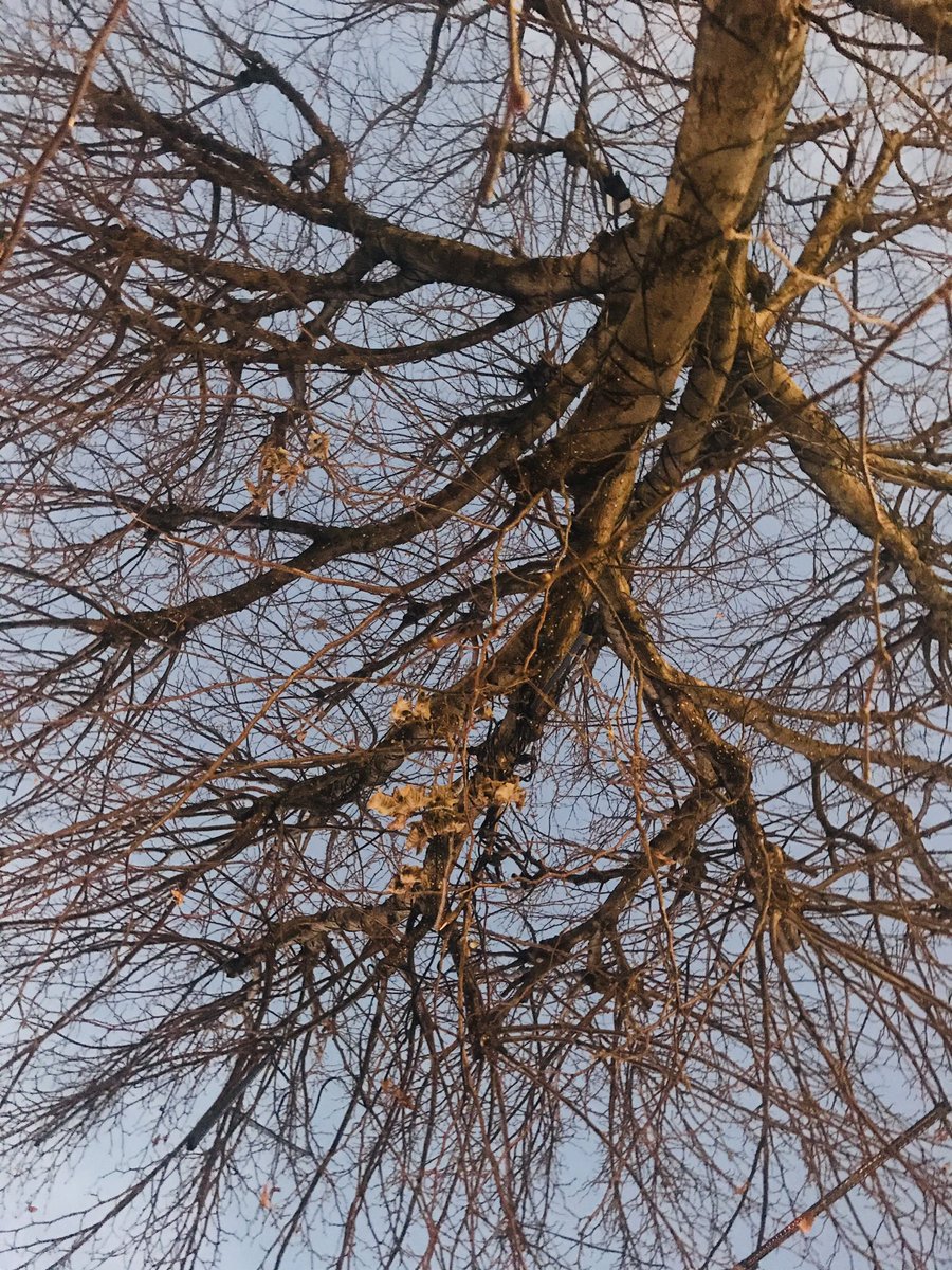 This is how I have always imagined veins, capillaries and arteries in my heart: like branches on a tree. Especially one that’s temporarily lost it’s leaves. 🍂