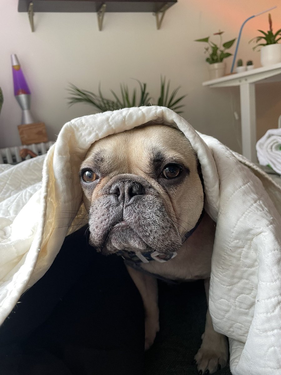 Joey Mueller tweet media