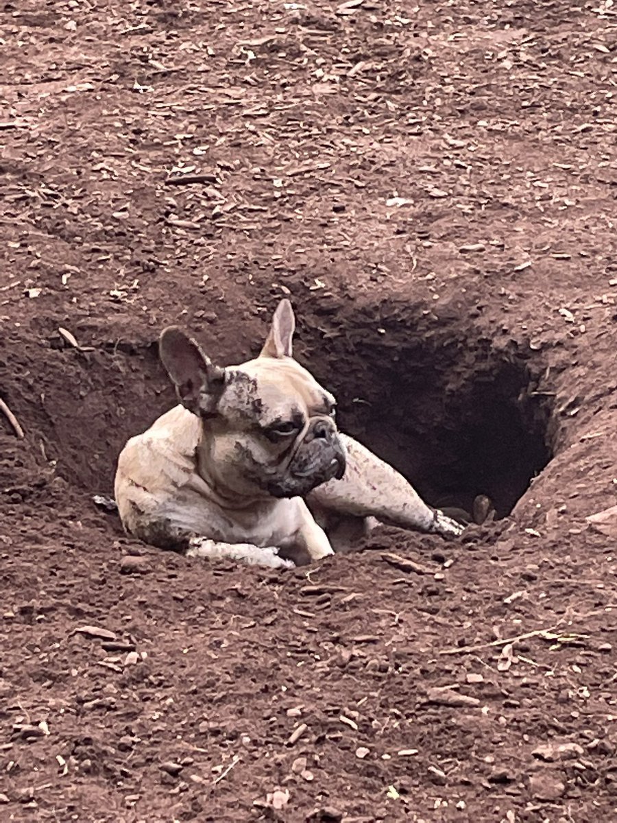 Joey Mueller tweet media