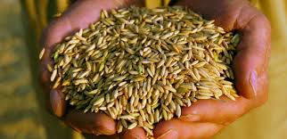 JMRConnect_PR's tweet photo. Curious about how water activity and moisture sorption isotherms help #Arkansas #rice industry, then this episode of #WaterinFood is for you!  #foodsafety @METER_Group 

Listen along here: https://t.co/q4Wjuk1H0p https://t.co/WxcZwAOlHZ