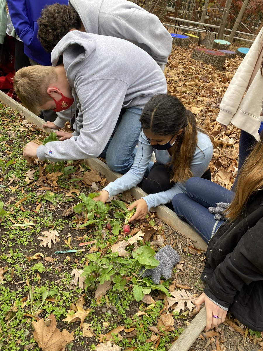 AlamFalam's tweet photo. Students harvesting radish as part of their Science 8 EDD lab @kjms_fcps @FairfaxSchools @CityofFairfaxVA @drphyllpajardo @fcpsGet2Green @NBPTS @FCPSScience https://t.co/AsDSgl1eDP