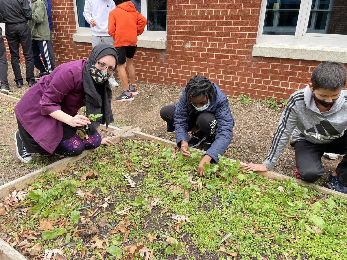 AlamFalam's tweet photo. Students harvesting radish as part of their Science 8 EDD lab @kjms_fcps @FairfaxSchools @CityofFairfaxVA @drphyllpajardo @fcpsGet2Green @NBPTS @FCPSScience https://t.co/AsDSgl1eDP
