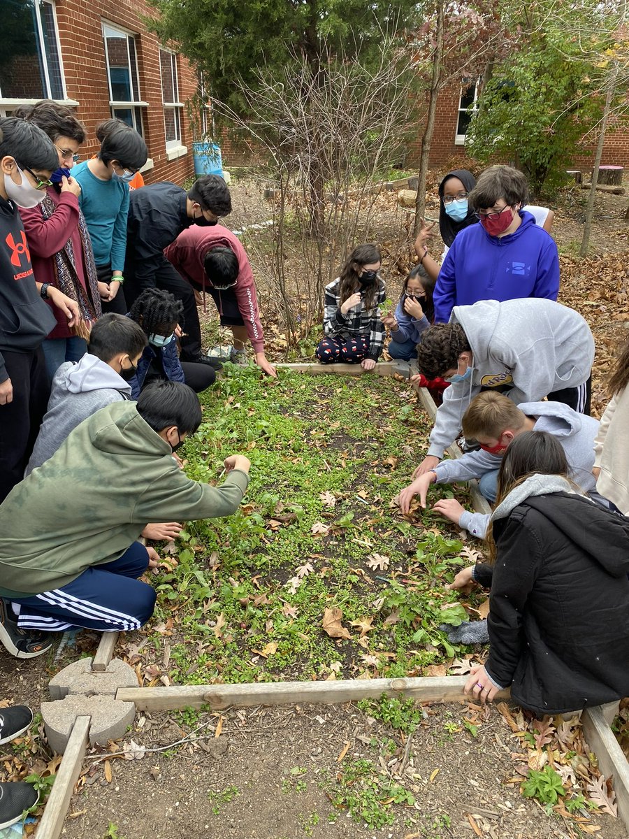 AlamFalam's tweet photo. Students harvesting radish as part of their Science 8 EDD lab @kjms_fcps @FairfaxSchools @CityofFairfaxVA @drphyllpajardo @fcpsGet2Green @NBPTS @FCPSScience https://t.co/AsDSgl1eDP