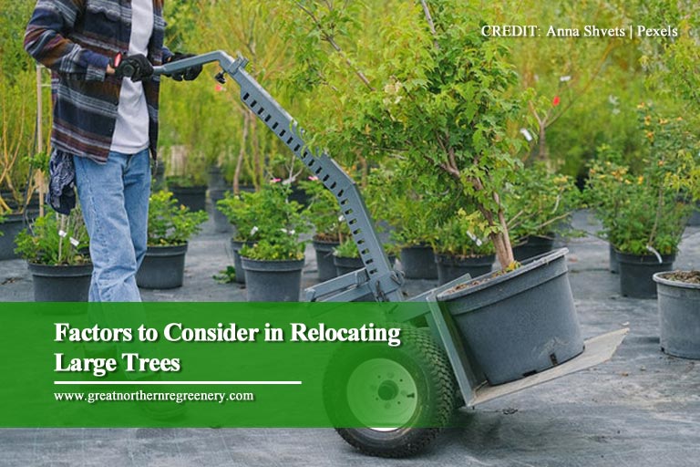 GNReGreenery's tweet photo. Are you thinking of moving that large tree on your property? It may not be easy to do without an #arborist, but knowing when and where to #transplant the tree is essential. When relocating a large #tree, keep these factors in mind at all times.

➥ https://t.co/7IZindPD9l https://t.co/qyp3WxTZR1