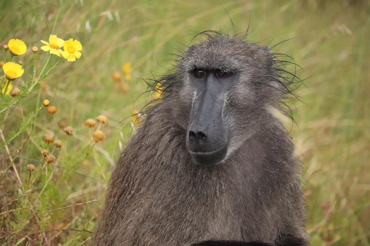 Choachamma's tweet photo. It's International Baboon Day today!
#internationalbaboonday #baboons #baboonsofinstagram #baboon #baboonphoto #chacmababoon #olivebaboon #yellowbaboon #hamadryasbaboon #kindababoon #guineababoon #africa #africanwildlife #amazinganimals #animalkingdom #wildlifeconservation https://t.co/hkP0U51ITx