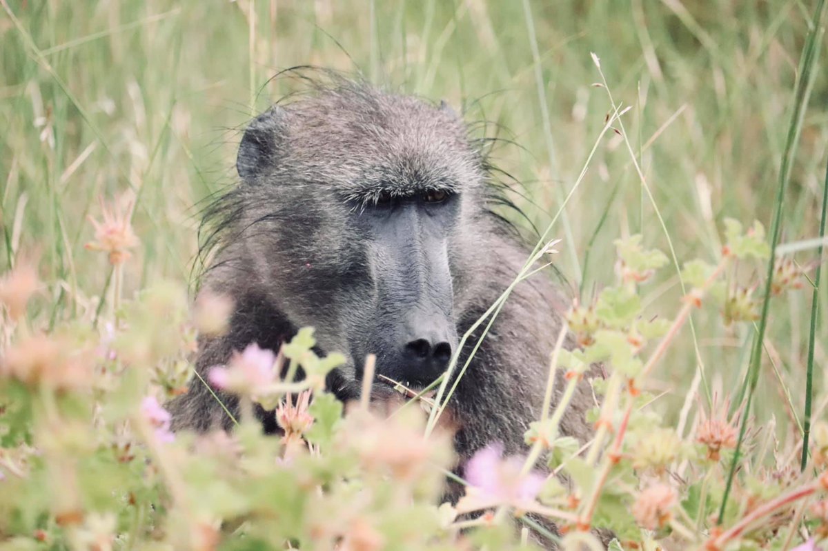 Choachamma's tweet photo. Celebrating International Baboon Day.  
#internationalbaboonday #baboons #baboonsofinstagram #baboon #baboonphoto #chacmababoon #africa #africanwildlife #amazinganimals #animalkingdom #wildlifeconservation #wildlife #wildlifelovers #capetown #southafrica #primatesofinstagram https://t.co/cbhVbHljgk