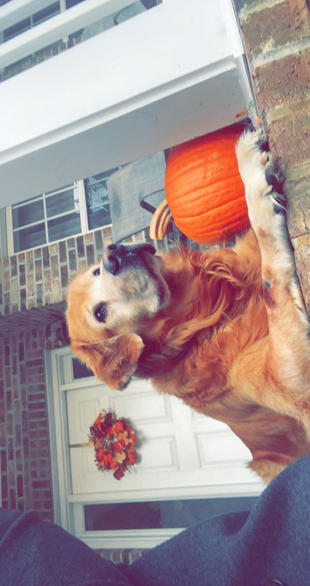 McTheNFTYGUY's tweet photo. @CashApp $MC4rmNc here Mr. Bentley! Just turned 13 last month the true definition of a best friend! #cashAppInWild #cashapp #cashappBTC #Cashappblessings https://t.co/7EYQY1ukXb