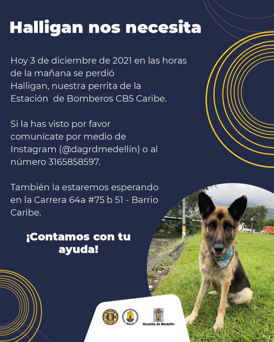 claragiraldo's tweet photo. La @UnidadBomberil pide compartir esta imagen, Halligan la perrita de la estación Caribe (terminal del Norte) se perdió esta mañana. 
Información en @DAGRDMedellin o al celular 3165858597 https://t.co/FtGtgtfLiE