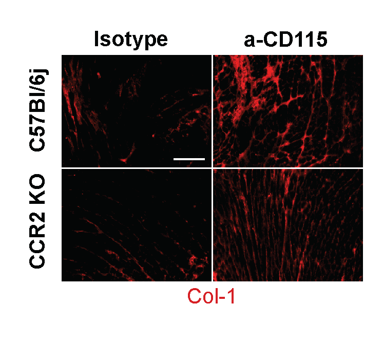CircRes's tweet photo. Revelo &amp; colleagues found that resident #macrophages prevent #fibrosis and stimulate #angiogenesis after pressure overload. Learn more about the heterogeneity of macrophages in the #heart discovered by #RNAseq and #CyTOF at https://t.co/UiJ00gDs58
@Xavier_Revelo @fanta_barrow https://t.co/vqoDew5eDv