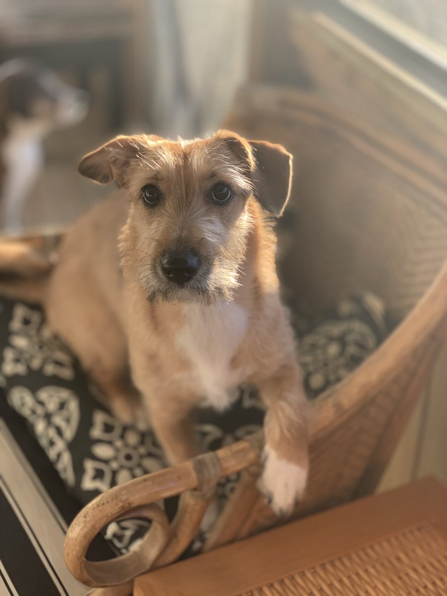 nickhaner's tweet photo. @CashApp #CashAppInWild my little rescue. From a hoarding breeder in fort worth Texas, to a kill shelter, then to the humane society of midland Michigan. She was the perfect addition to our crazy family. https://t.co/ty99e3AUTe