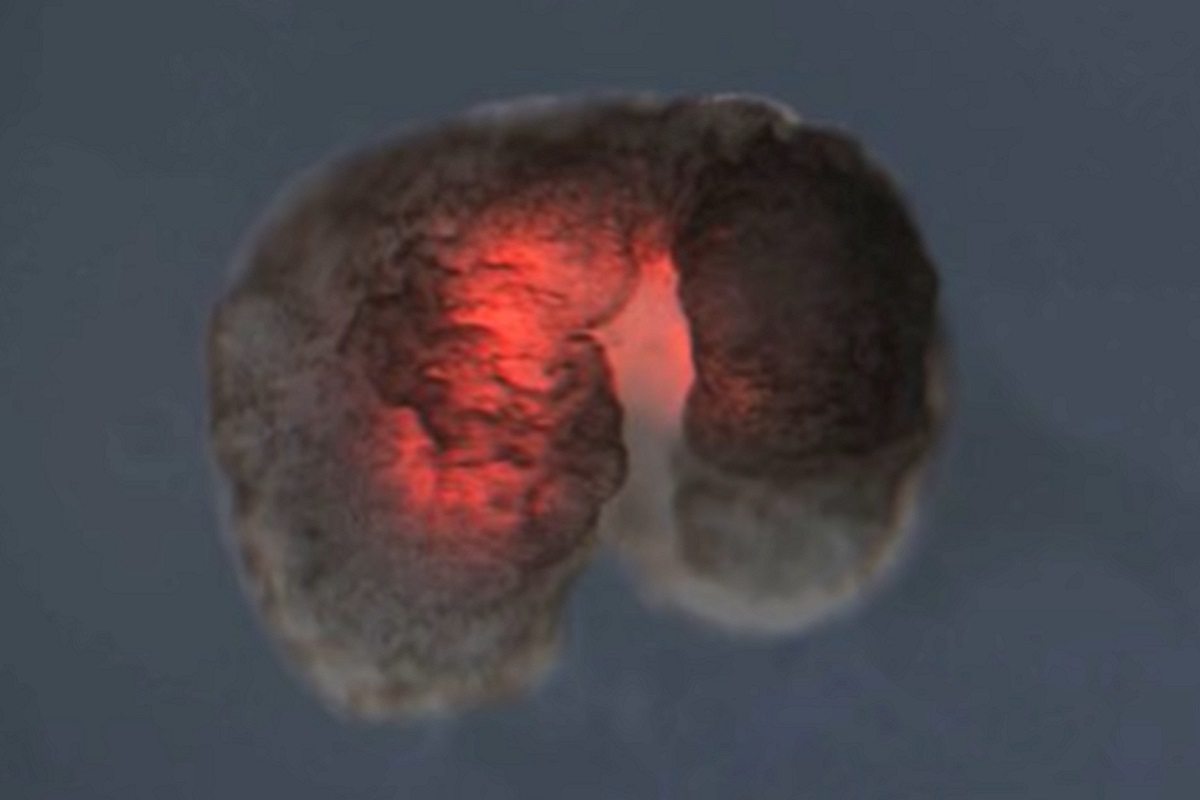 qrcodepress's tweet image. The Xenobots are able to achieve reproduction and do so in a way that animals and... READ More

#aliverobots #Firstlivingrobots #reproducingrobots #TuftsUniversity #UniversityofVermont #WyssInstituteforBiologicallyInspiredEngineeringatHarvardUniversity

qrcodepress.com/living-robots-…