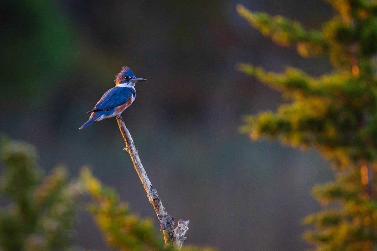 One of the top shots from 'Wood If You Could'! A belted kingfisher basking in the morning light, photographed by Jason Gilbody in Harwich, MA. #birding #birdwatching #birdphotography #birders #wildlife #wildlifephotography