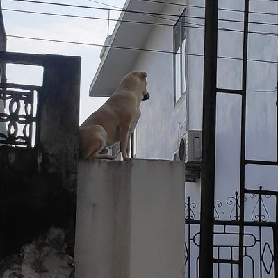 Quocvuongg12's tweet photo. cậu vàng đang nhìn j đấy??? https://t.co/PdadC4R4WO
