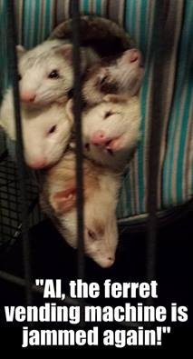 SubRosaMagick's tweet photo. #ferrets #carpetsharks #catsnakes https://t.co/qYs4bSfDSD