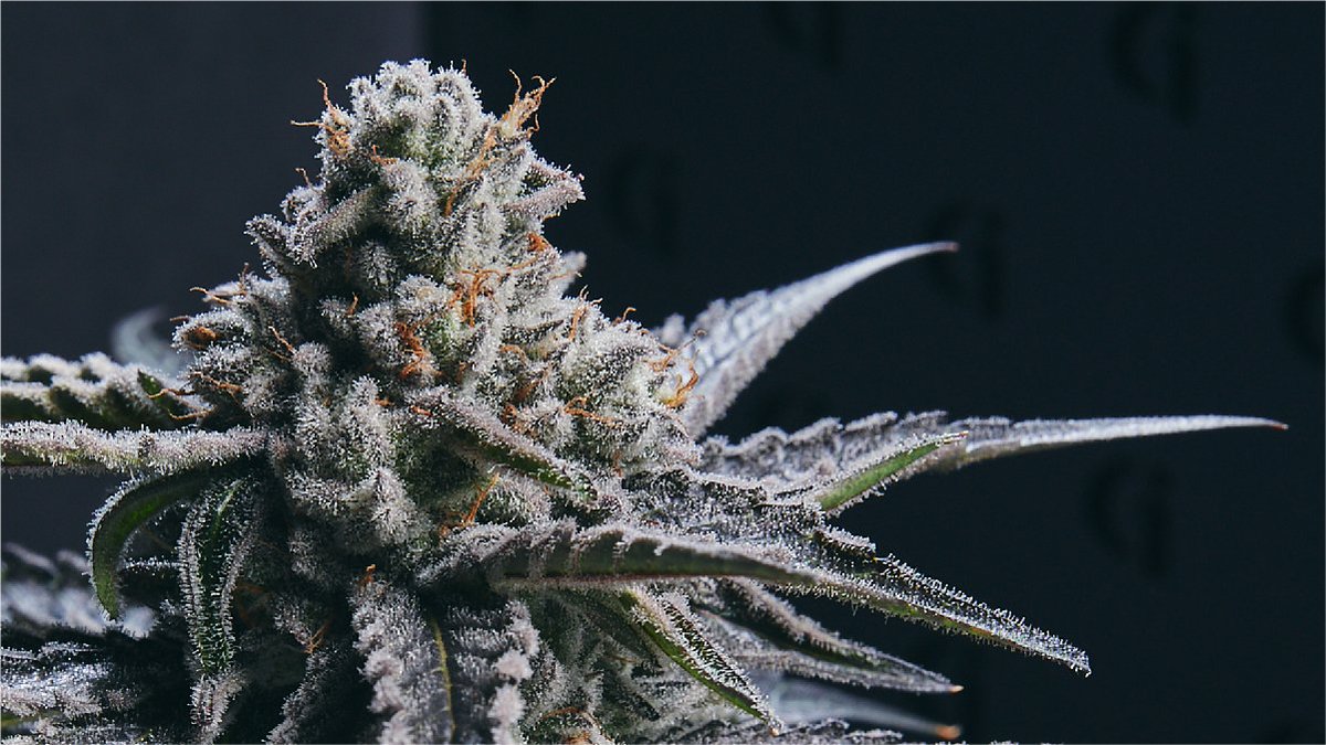Where there’s cold, there’s ice. Pictured: Apple Fritter

#TheHighest #goldkine #oneofakine #mmmp #cannabis #cannabiscommunity #thc #weed #hightimes #marijuana #weedporn #cannabisculture