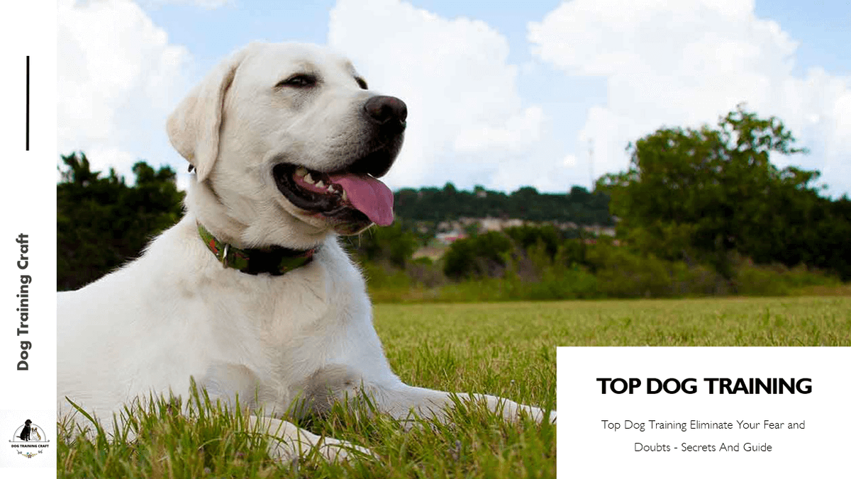 Do you want your dog to listen to your command? Change your pup's bad behavior with top dog training, make your dog social friendly.
Visit- dogtrainingcraft.com/top-dog-traini…
#dogs #doglover #pet #petlovers #USA  #advanceddogtraining #BarkTraining #Basicobediencetraining  #specificequipment