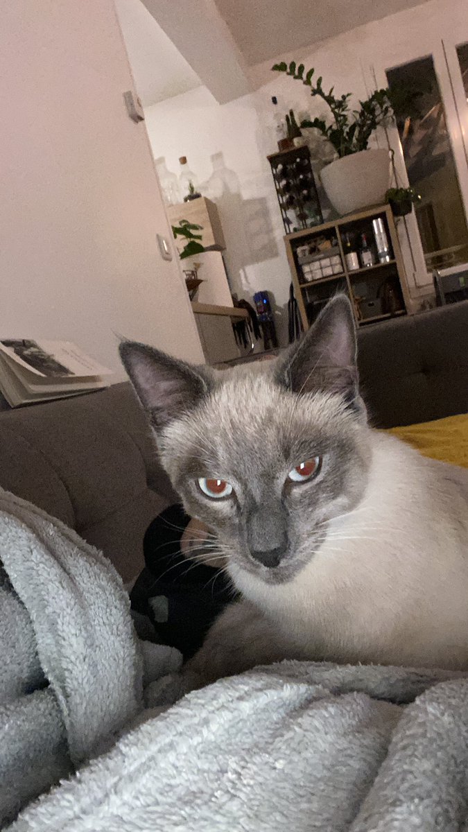 LPClaudel94's tweet photo. @Muffinbiencuit #monchat #monchoix https://t.co/W0b3lvGarF
