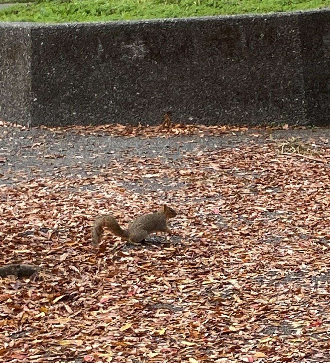 kay_teee_'s tweet photo. The squirrels are bulking too. Give them a protein shake https://t.co/rigH2UKBOd