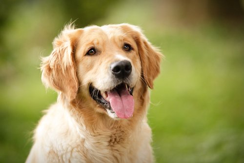 PeriodHomes's tweet photo. Dog owners, we are looking to speak with you to learn more about your use of, and opinions about, various canine-related products. See if you qualify: https://t.co/iKYXyoh7CW https://t.co/56t25ygUbx