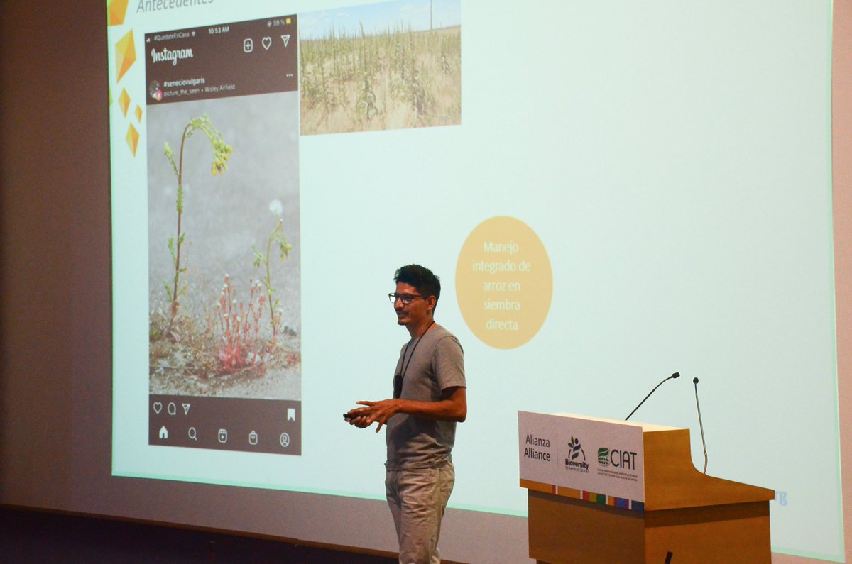 arrozFLAR's tweet photo. El personal del Programa de #Arroz🌾de @Biovintciat_esp y el de @arrozFLAR recibieron una capacitación sobre herbicidas por parte del investigador visitante, Juan Camilo Velásquez (@JuanCam29860071). Esta actividad se desarrolló en dos sesiones, una presencial y una virtual👇🏽 https://t.co/rzKaplOguw