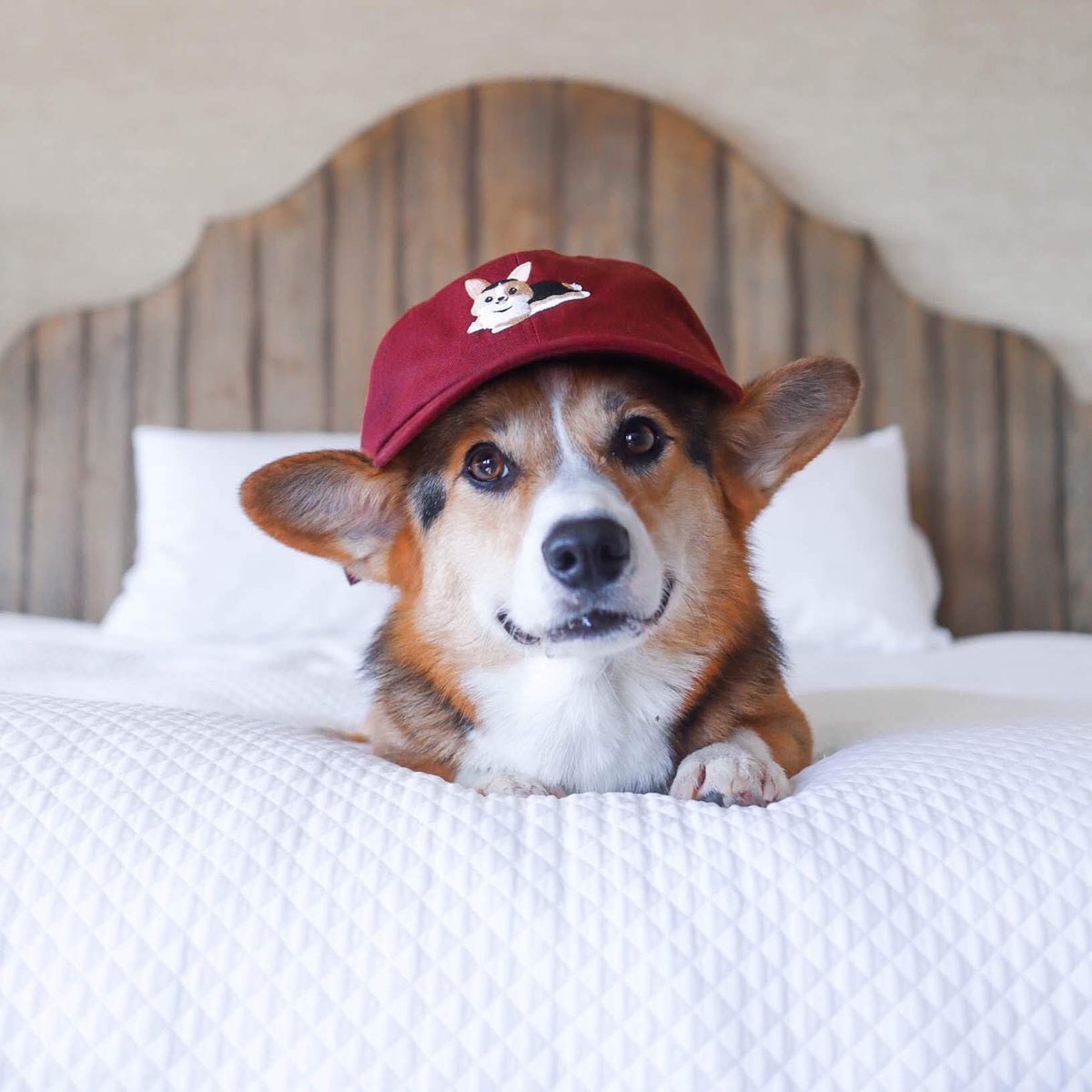 🎄 𝓢𝓪𝓷𝓽𝓪 𝓟𝓪𝔀𝓼 🎄

Pavlov &amp; Maslow are giving away a FREE maroon Splootlov hat!

To enter:
1. Like &amp; RT this post
2. Comment how many crackers Pav successfully balanced👇🏾

One lucky Winner announced at 9pm PST!✨PavlovTheCorgi.com✨