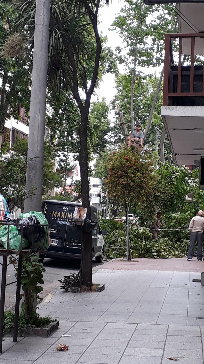 angelesmdf's tweet photo. Homicidio en primer grado. Poda cuando quieras y como quieras. https://t.co/xV1rwTTlJq