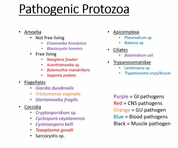 TheNachDoc's tweet photo. Fridays are for the bugs! Fantastic #protozoa review from our micro expert Kendall this afternoon @NM_IDSteward https://t.co/C9XOLmtl2r