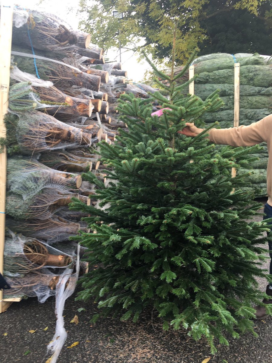 BlackheathTrees's tweet photo. Just getting ready for a busy weekend. All stocked up. 🌲#Blackheath #blackheathvillage #christmasiscoming https://t.co/YerwWbLNGX