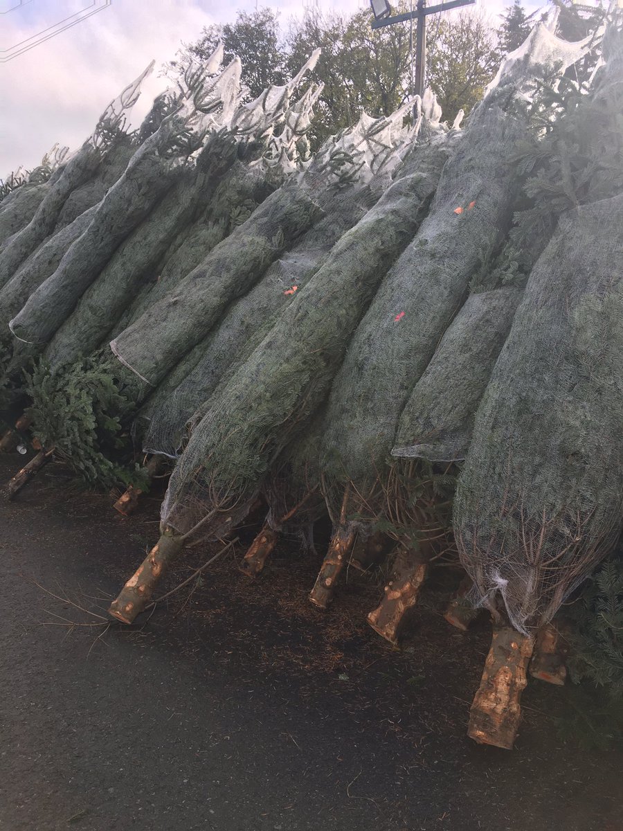 BlackheathTrees's tweet photo. Just getting ready for a busy weekend. All stocked up. 🌲#Blackheath #blackheathvillage #christmasiscoming https://t.co/YerwWbLNGX