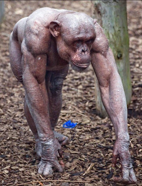 HdAnchiano's tweet photo. 🦍 Que nos lo tapa el pelo y no lo vemos, pero que un chimpancé te da una hostia y te viste de torero. #naturaleza https://t.co/3MkyhoNOwS