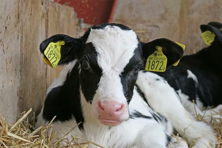 pennstate_perry's tweet photo. Free Penn State Extension webinar - Identifying Calf Diseases and Determining Their Best Defense - January 20.  Register now!   https://t.co/K77fXaLCZY https://t.co/zwUaMQjb7k