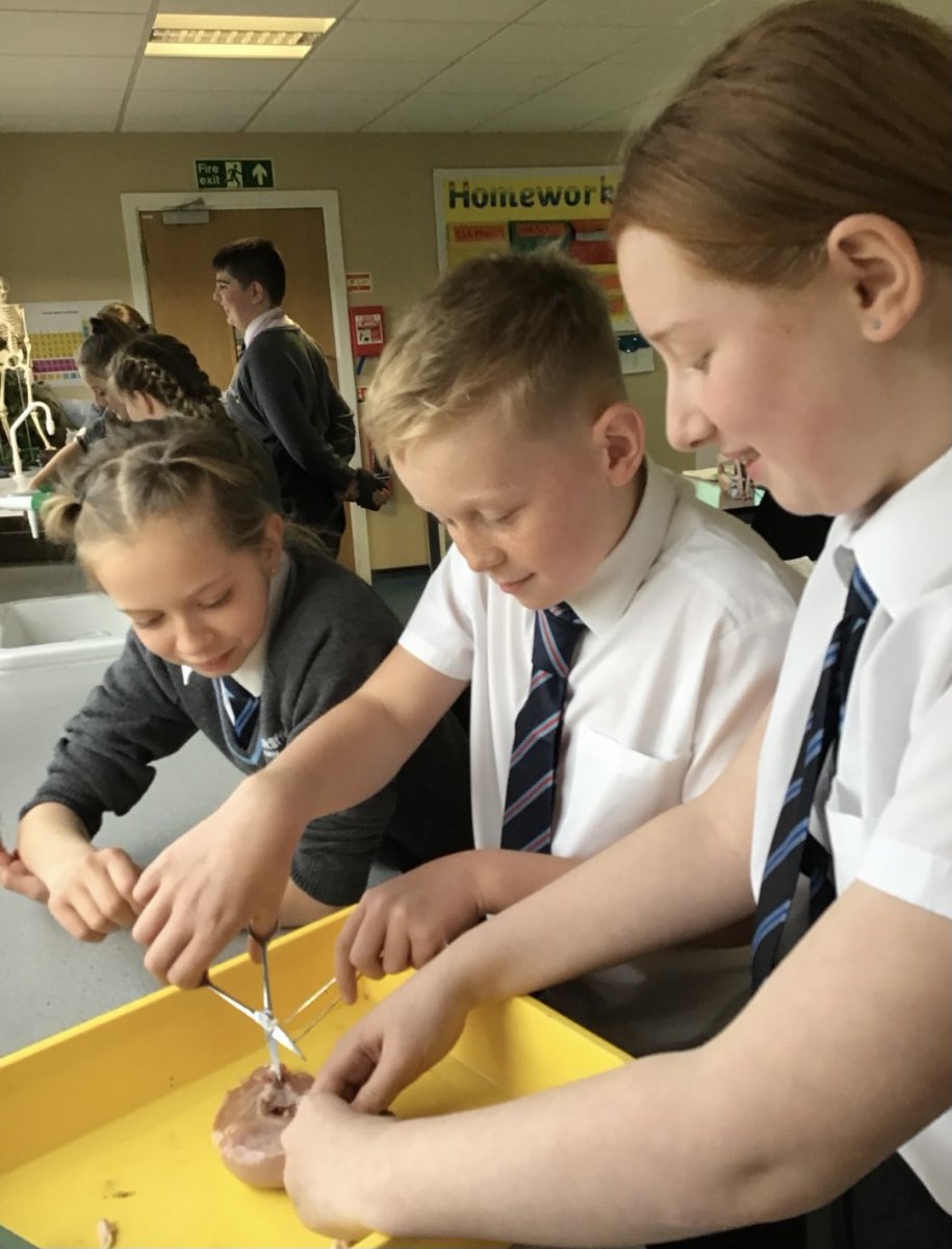 bruntcliffeacad's tweet photo. DISSECTION DAY IN SCIENCE! 🔪

Today Mr Garforth’s year 7’s have been learning hands on about tendons and ligaments #dissectionDay https://t.co/7lSQE3y6Ia