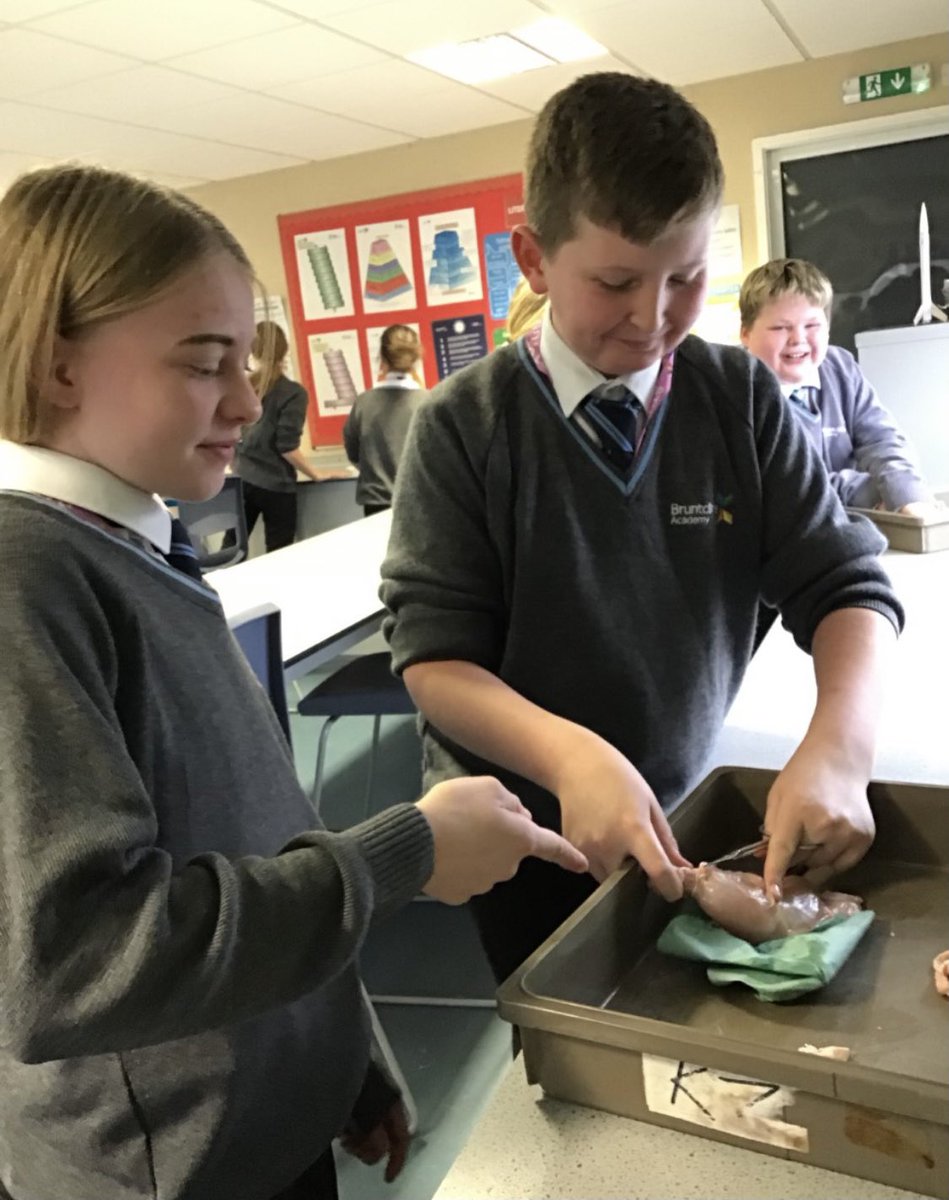 bruntcliffeacad's tweet photo. DISSECTION DAY IN SCIENCE! 🔪

Today Mr Garforth’s year 7’s have been learning hands on about tendons and ligaments #dissectionDay https://t.co/7lSQE3y6Ia