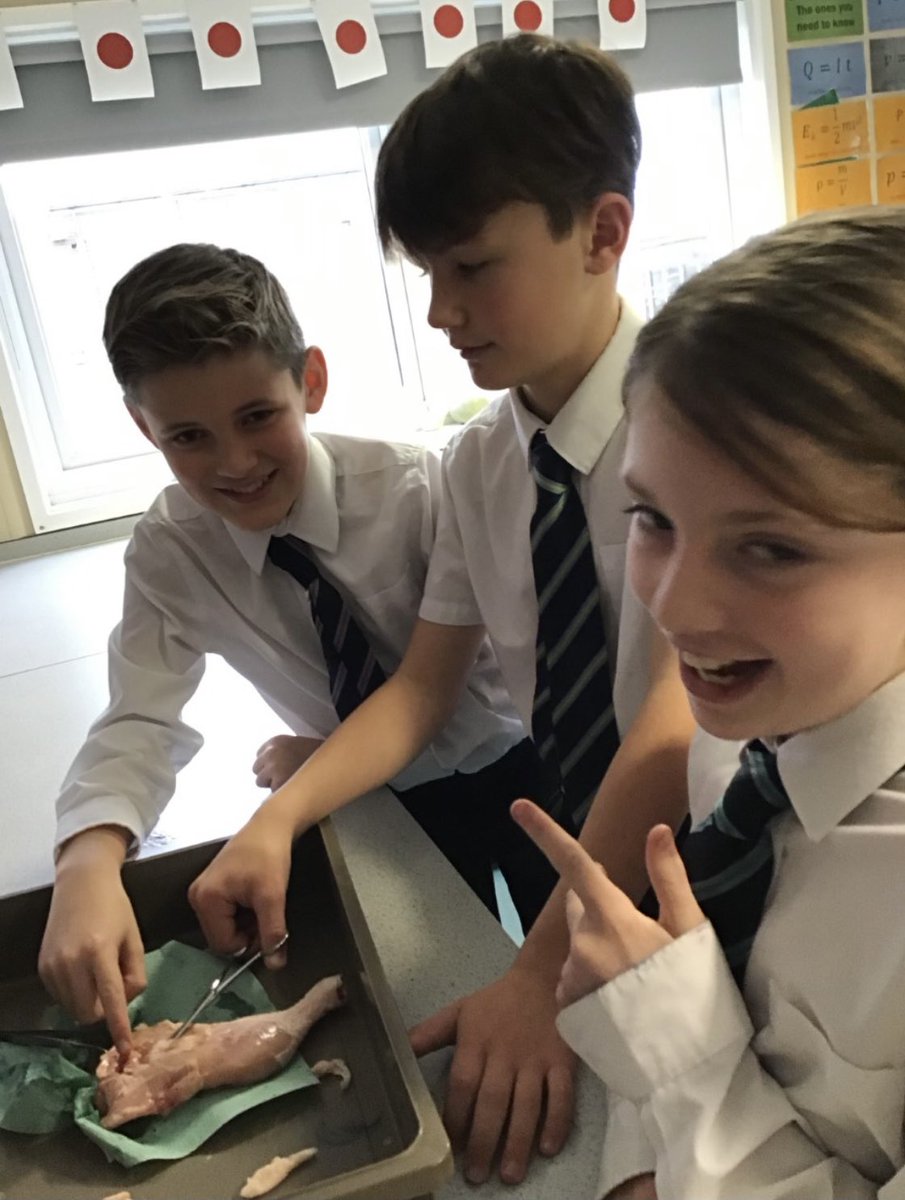 bruntcliffeacad's tweet photo. DISSECTION DAY IN SCIENCE! 🔪

Today Mr Garforth’s year 7’s have been learning hands on about tendons and ligaments #dissectionDay https://t.co/7lSQE3y6Ia