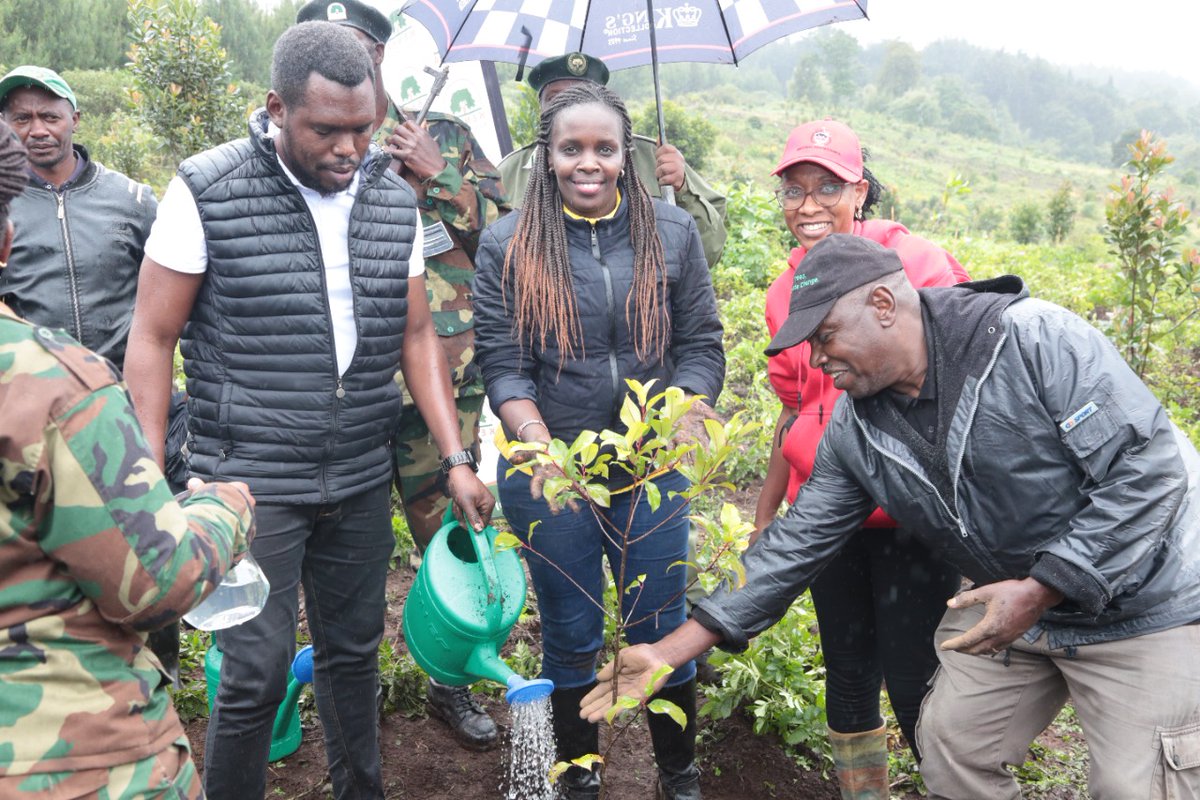 KEPSA_KENYA's tweet photo. Today, KEPSA led a tree planting session at Kieni Forest in partnership with @SafaricomPLC, @Environment_Ke, @KeForestService, @KEFRIHQ, @NYS_Ke, @mlbtchallenge, Integrated Forest Management and Kieni Community members. @SustainaBizKe https://t.co/aSJOJdNrWl