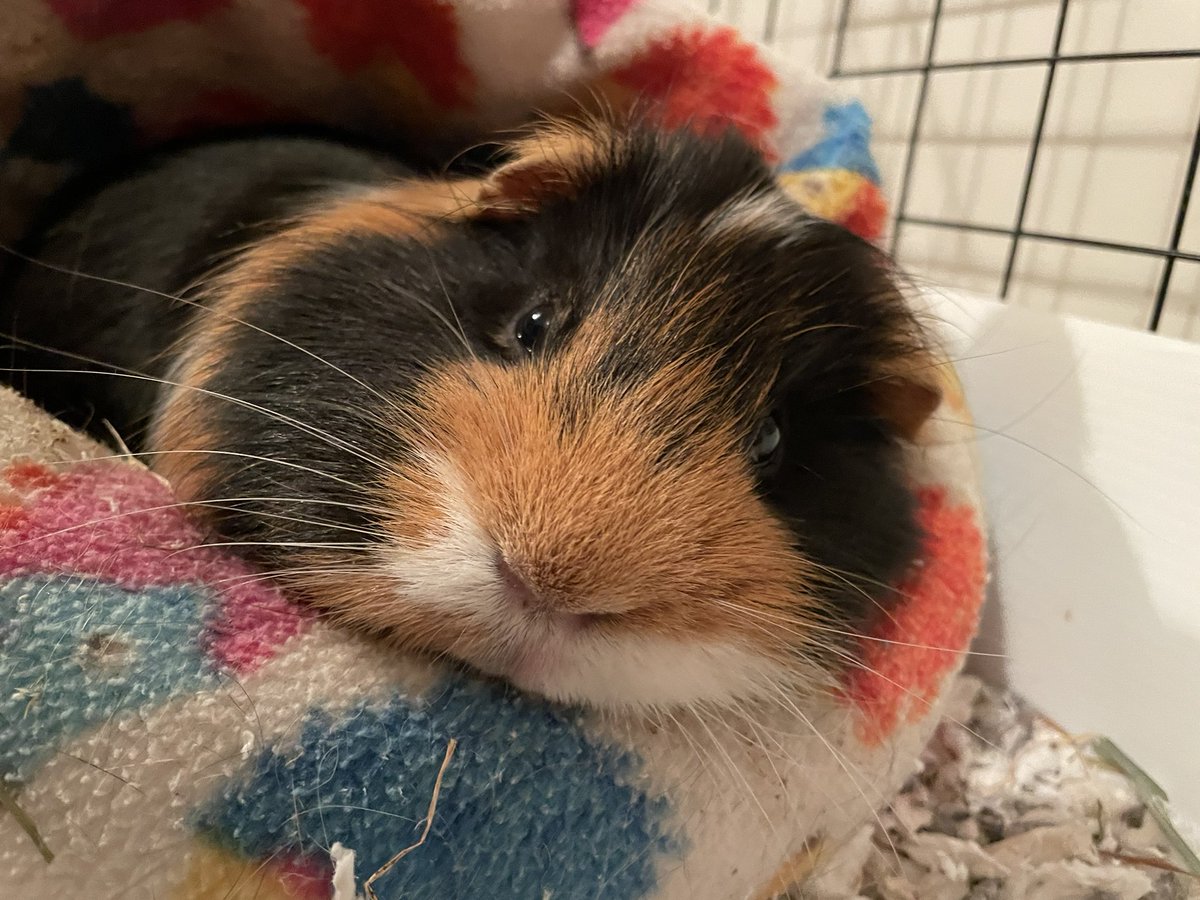 TuftyPiggie's tweet photo. Hi Uncle Bumble @badgerbumble , I don’t have any brows. 😔
Could I join in with #DecemBED instead? 🤔 #Monty #LordMontague #nobrows https://t.co/zAxhrcKyMO