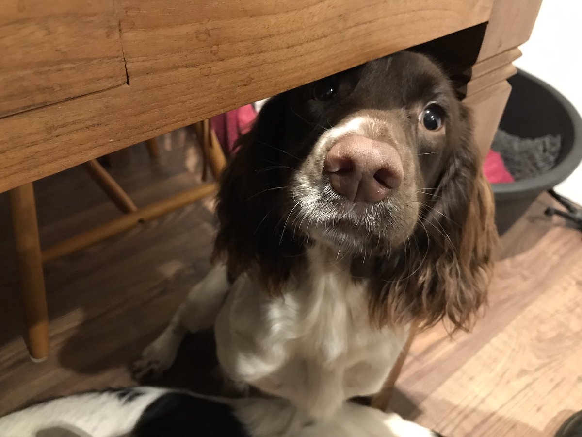 Albertspanners Dad tweet media