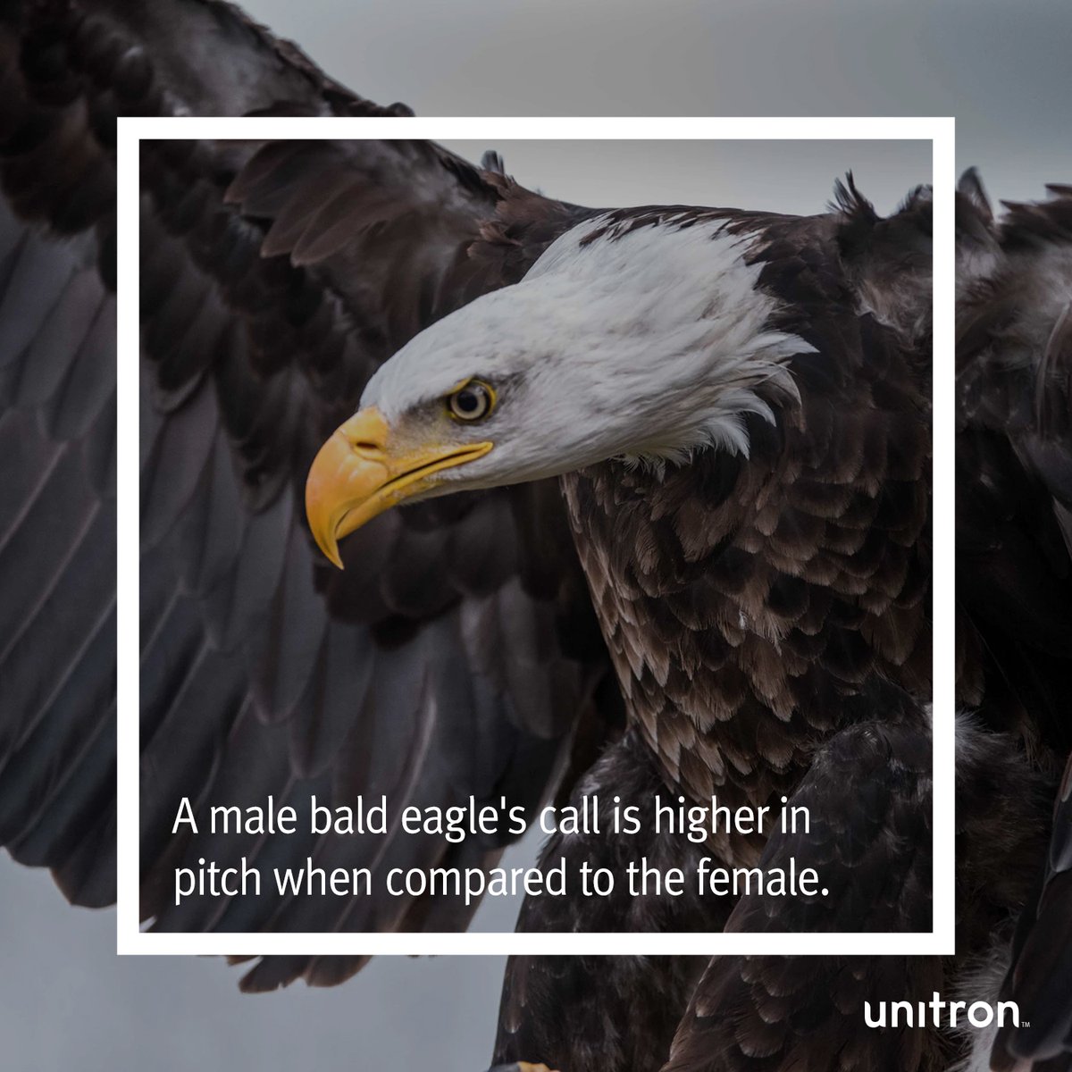UnitronUS's tweet photo. Spoiler alert! When you hear a bald eagle cry out in a movie or tv show – it’s actually the sound of the red-tailed hawk. 

While the bald eagle may look impressive, their call sounds more like a cackling laugh. 

#FunFactFriday #EarFacts https://t.co/QUeDdAf876
