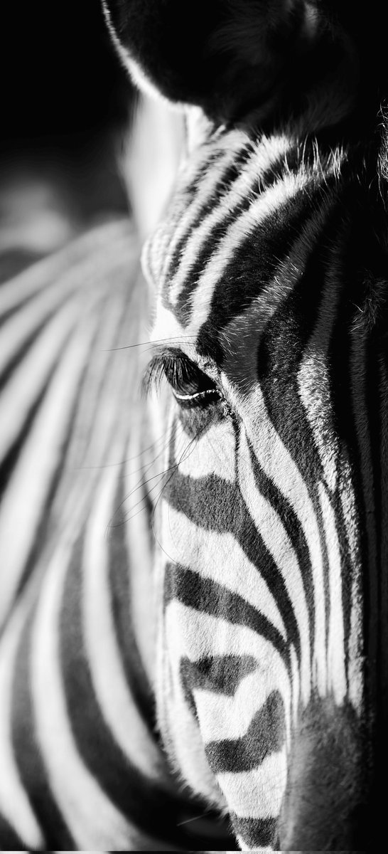 Richard33563761's tweet photo. White and black what do think https://t.co/I2ePMdbVgW