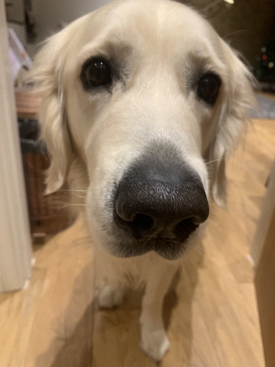 girlabroadback's tweet photo. My dog despises anytime I am almost ready to go out. Anyone else? #lockdownpets https://t.co/dj2qiqbJSY